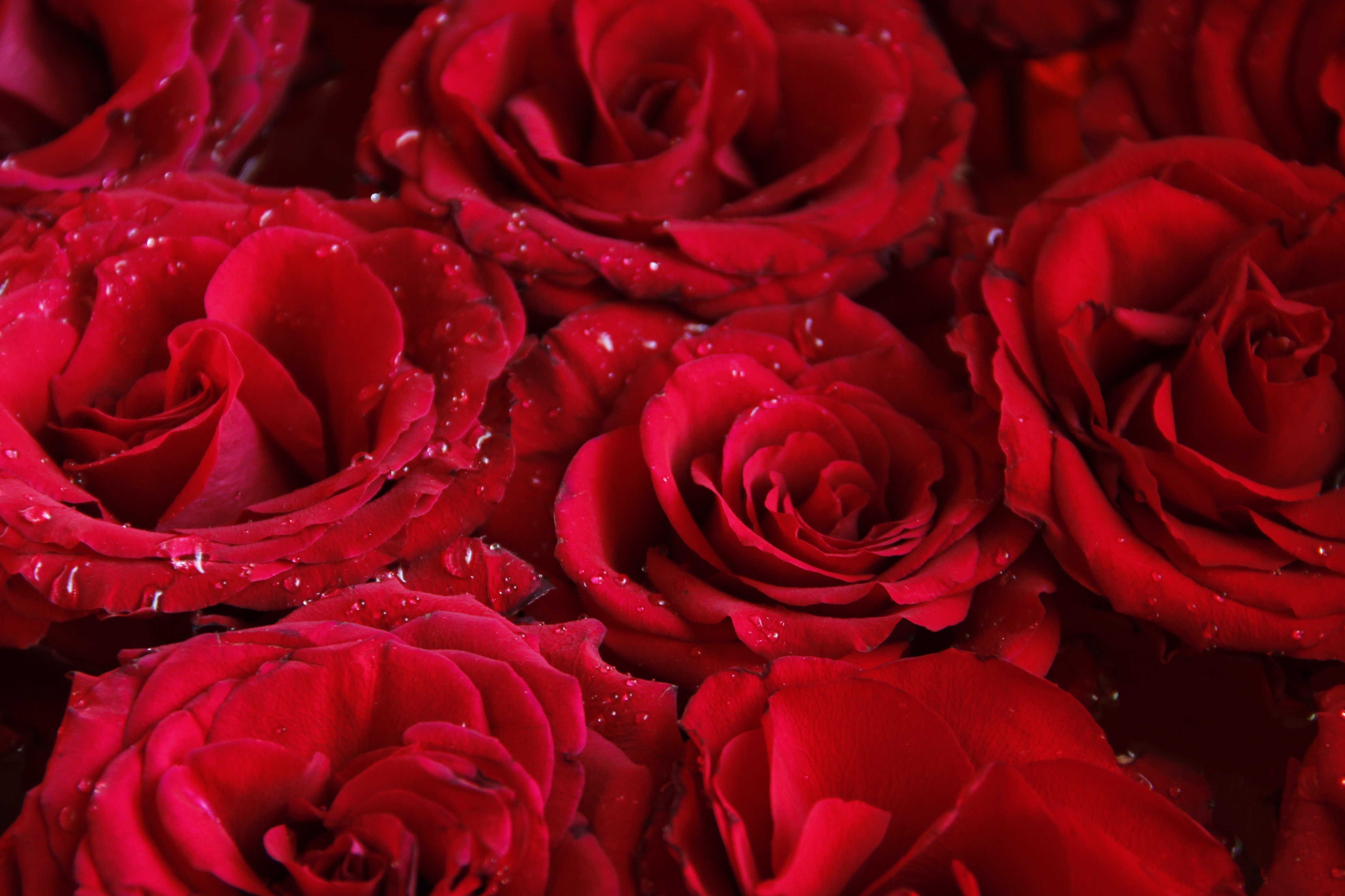 Картинка обои красная. Красный цветок. Красивые розы. Алые розы. Красивые красные розы.