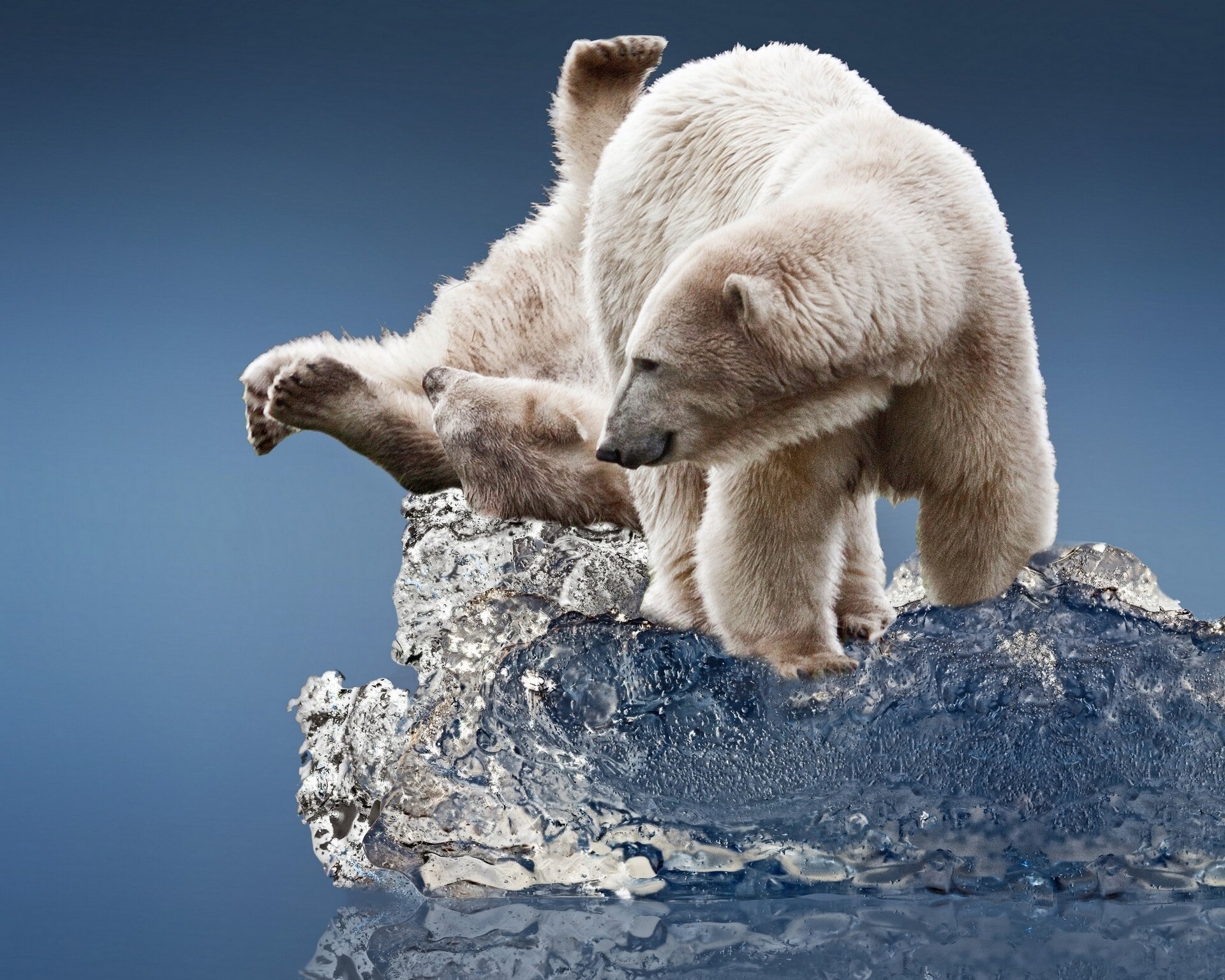 Ice animals. Белый медведь. Полярный медведь. Обои на рабочий стол медведь. Фон для рабочего стола медведь.