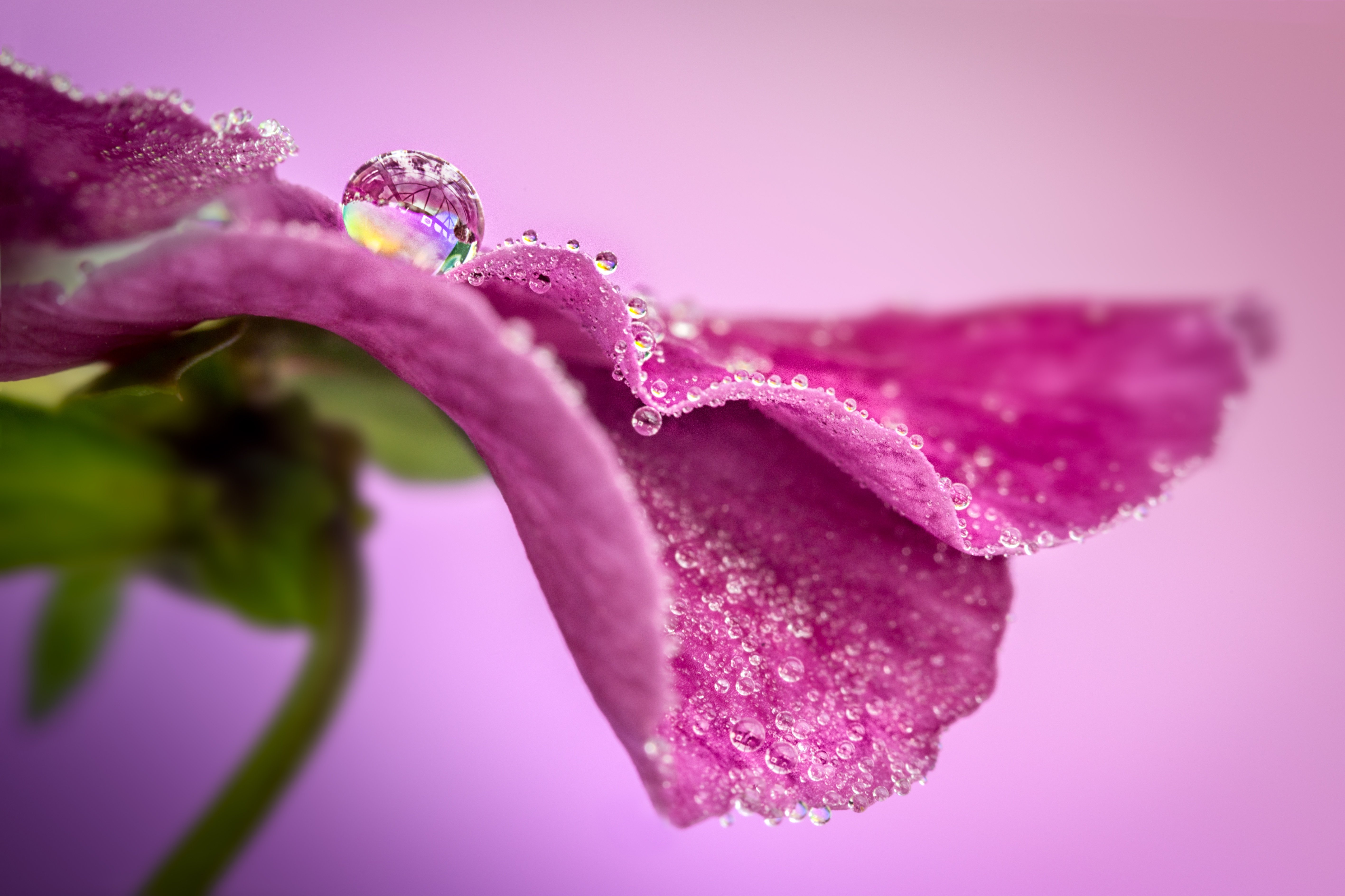 Вода розовых лепестков. Цветы Макросъемка. Капли макро. Цветочки макро. Красивые макрофотографии цветов.