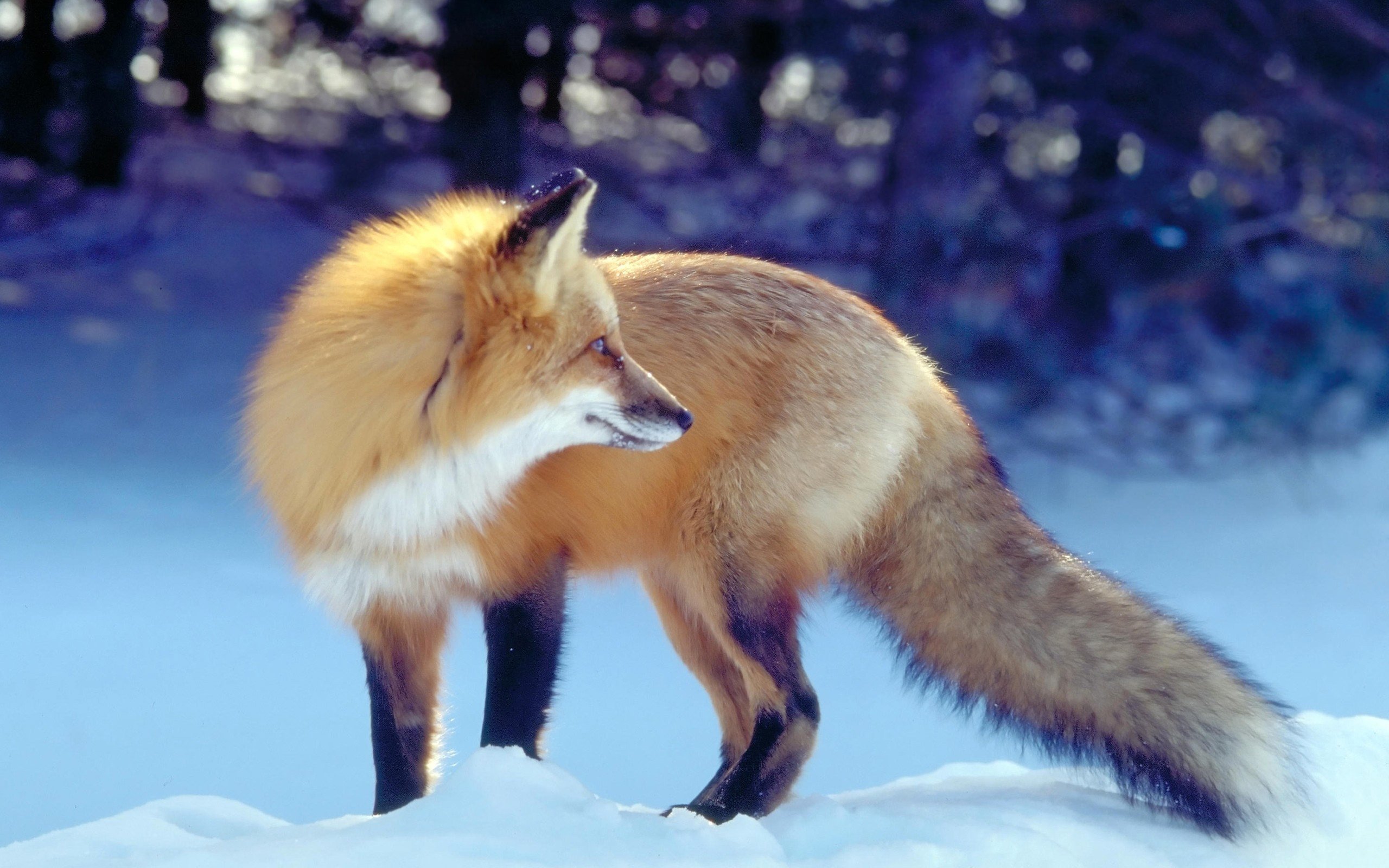 Fox la. Лиса. Картинки на рабочий стол лисы. Красивая лиса. Лиса зимой.