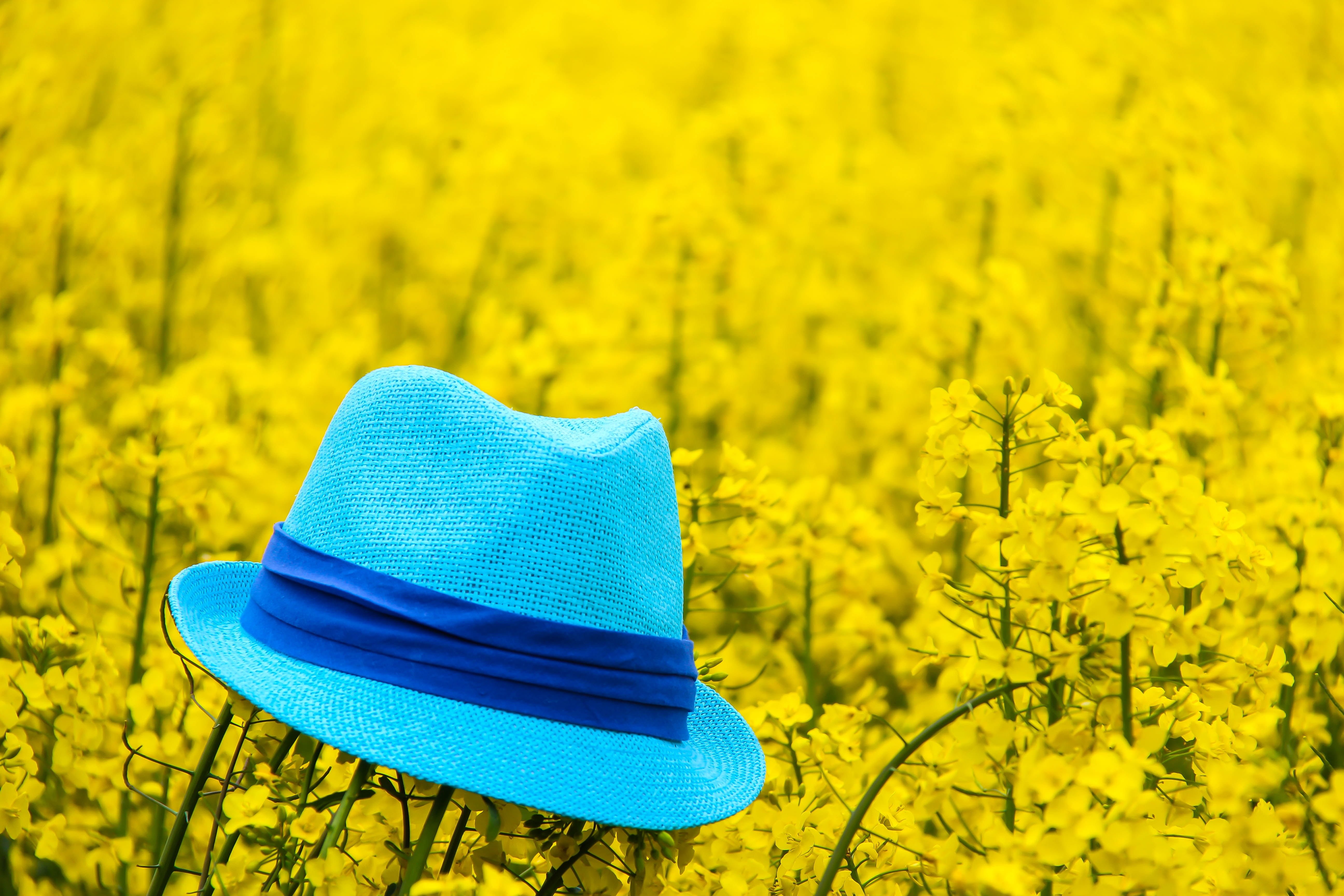 Обои шляпа. Желтая шляпа. Синяя шляпа. Желто синие цветы. Желто голубой.