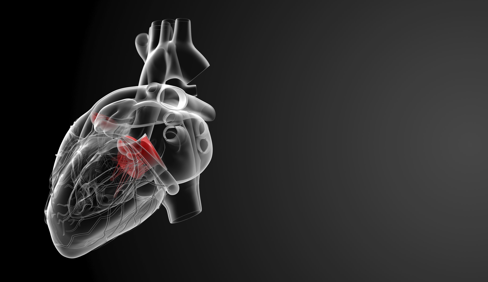 Анатомия сердце на темном фоне