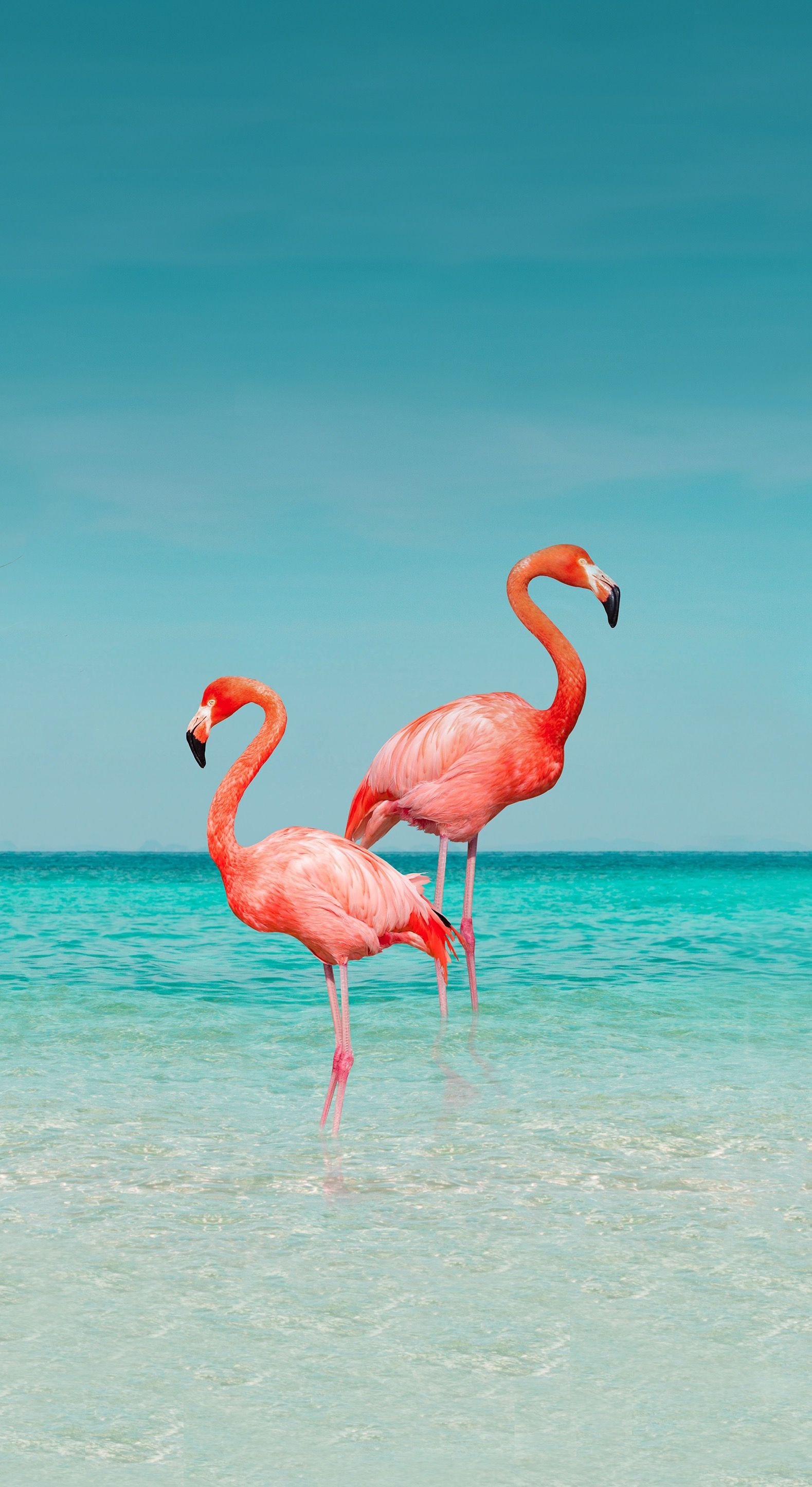 Фломинго. Кайо Гильермо Фламинго. Багамы Фламинго. Розовый Фламинго. Кайо Круз Фламинго.