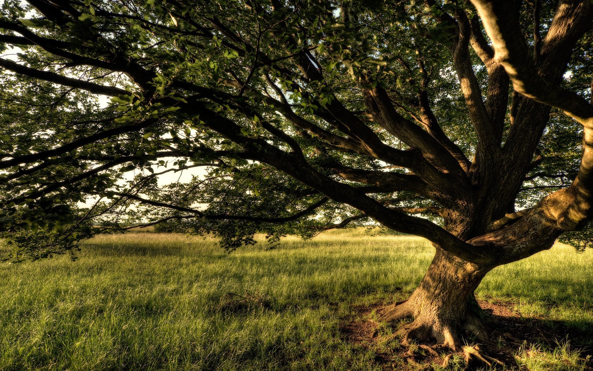 Под тенью дерева. Раскидистая крона дуб. Природа деревья. Ветвистое дерево. Дуб дерево.