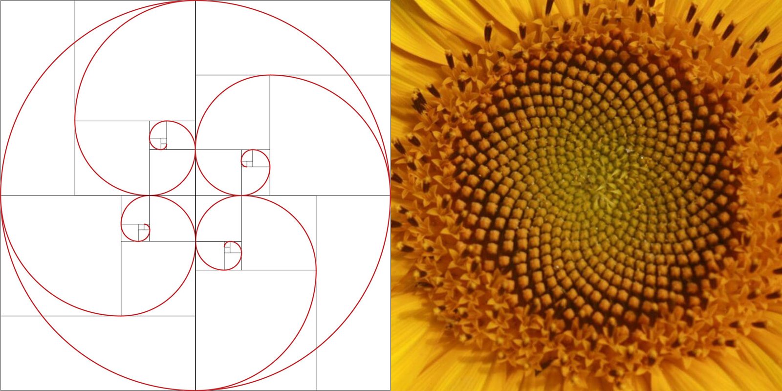 Sucesiones de fibonacci en la naturaleza