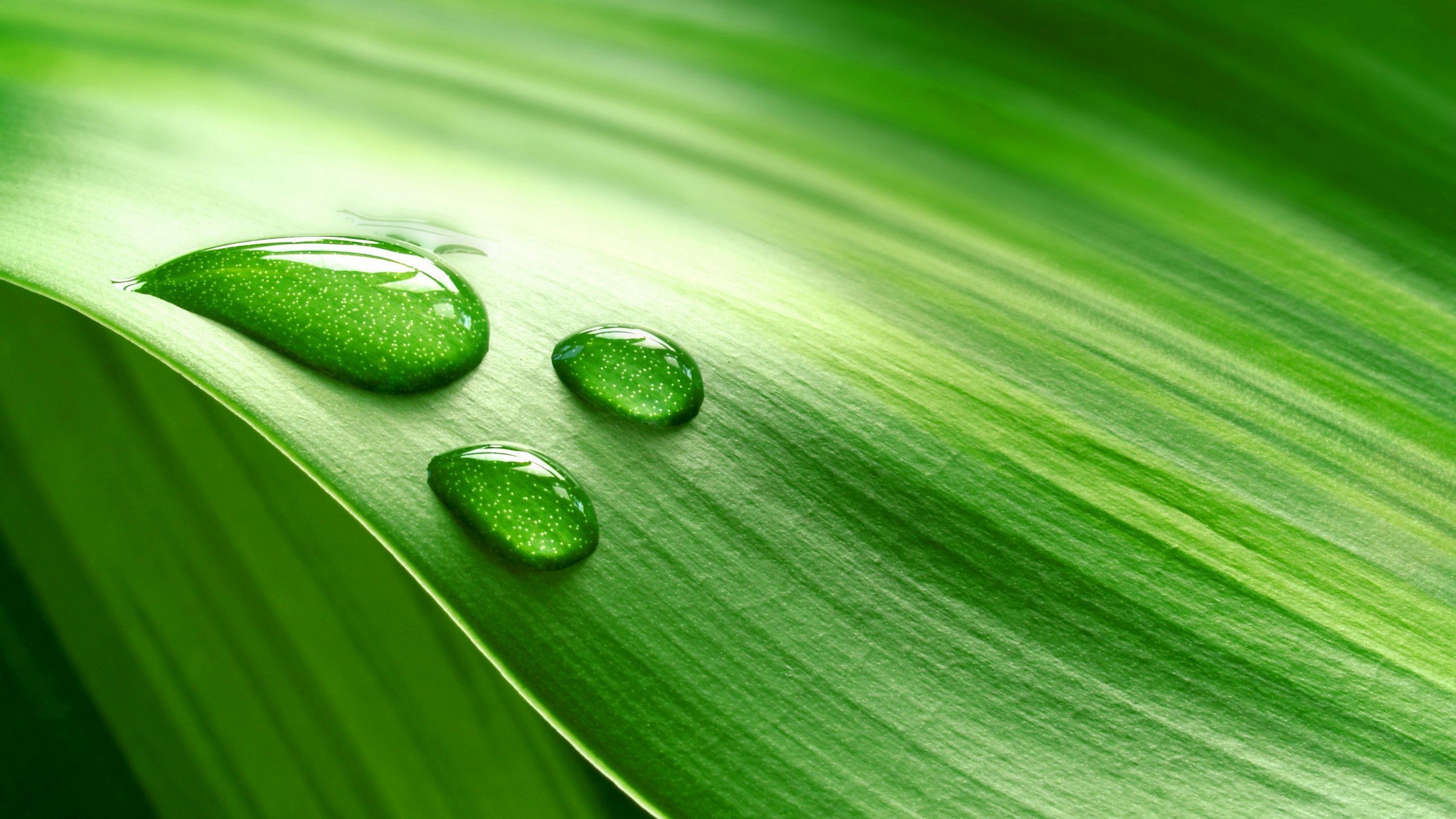 Спокойный зеленый цвет. Красивый зеленый. Красивый зеленый цвет. Зеленые обои. Красивые зеленые растения.