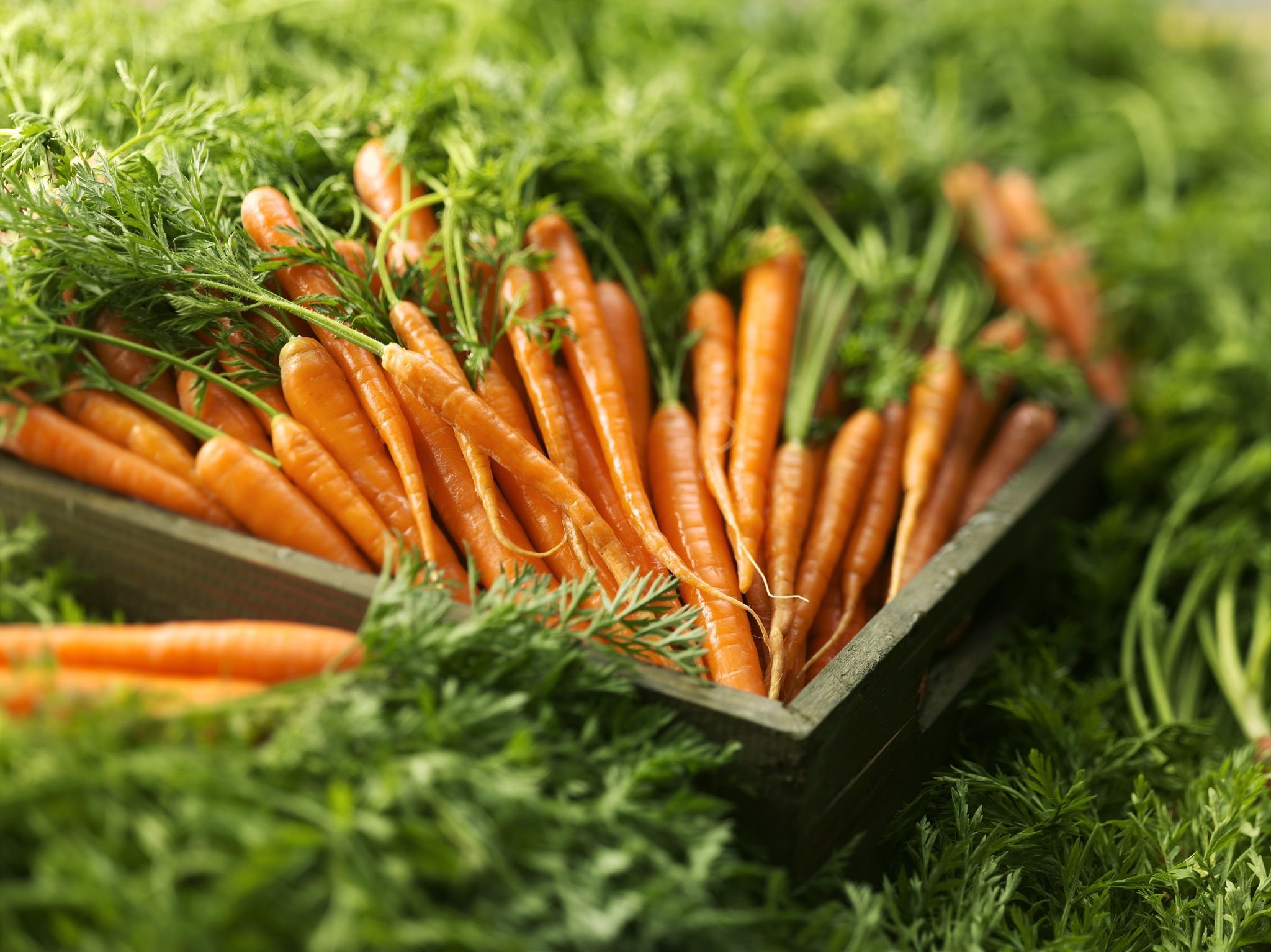 Морковь относится к группе. Морковь Олимпиец. Морковь с ботвой. Морковь на грядке. Красивая морковь.