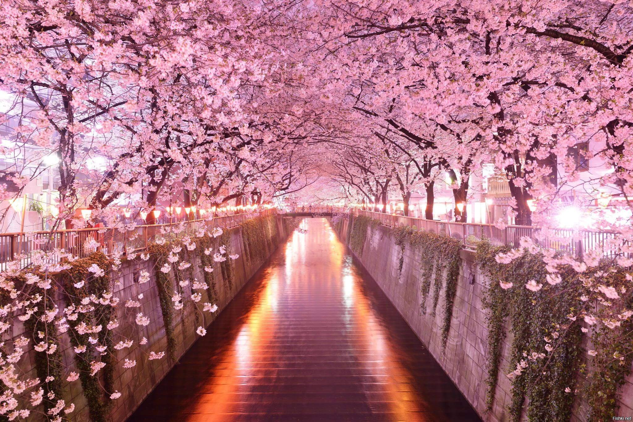 Цветение Сакуры в Японии обои - 68 фото