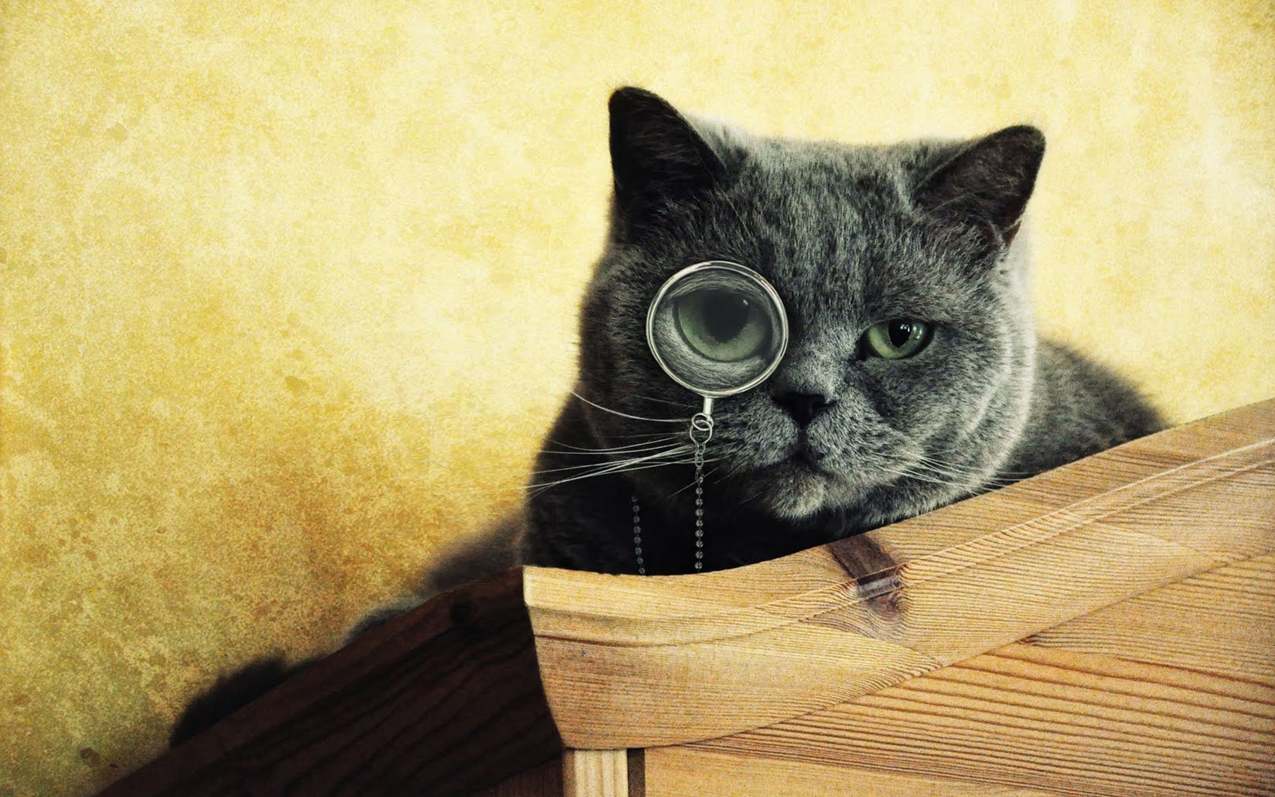 Смешные котики на телефон. Умный кот. Любопытный котик. Котик в очках. Картинки на рабочий стол коты.