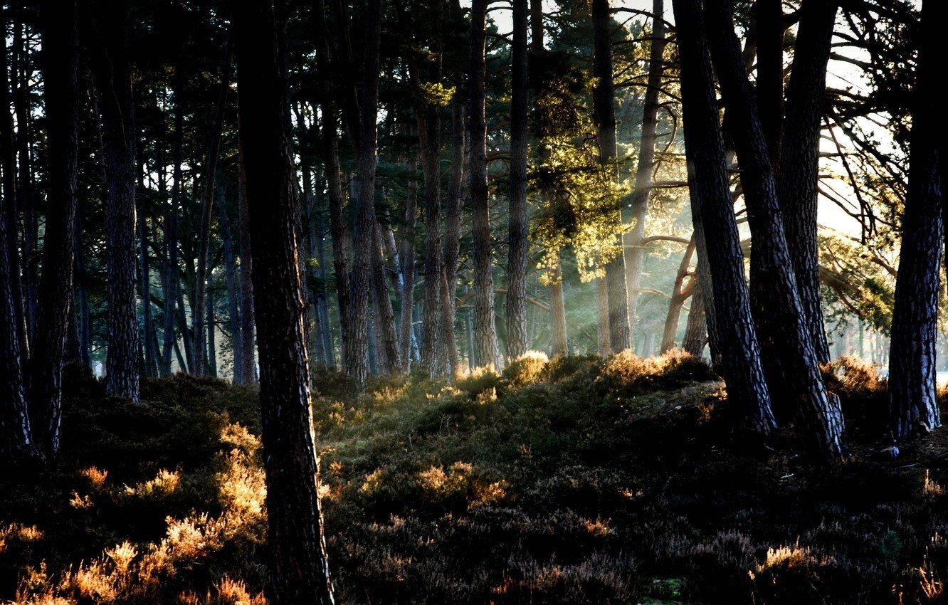 Темный лес Twilight Forest