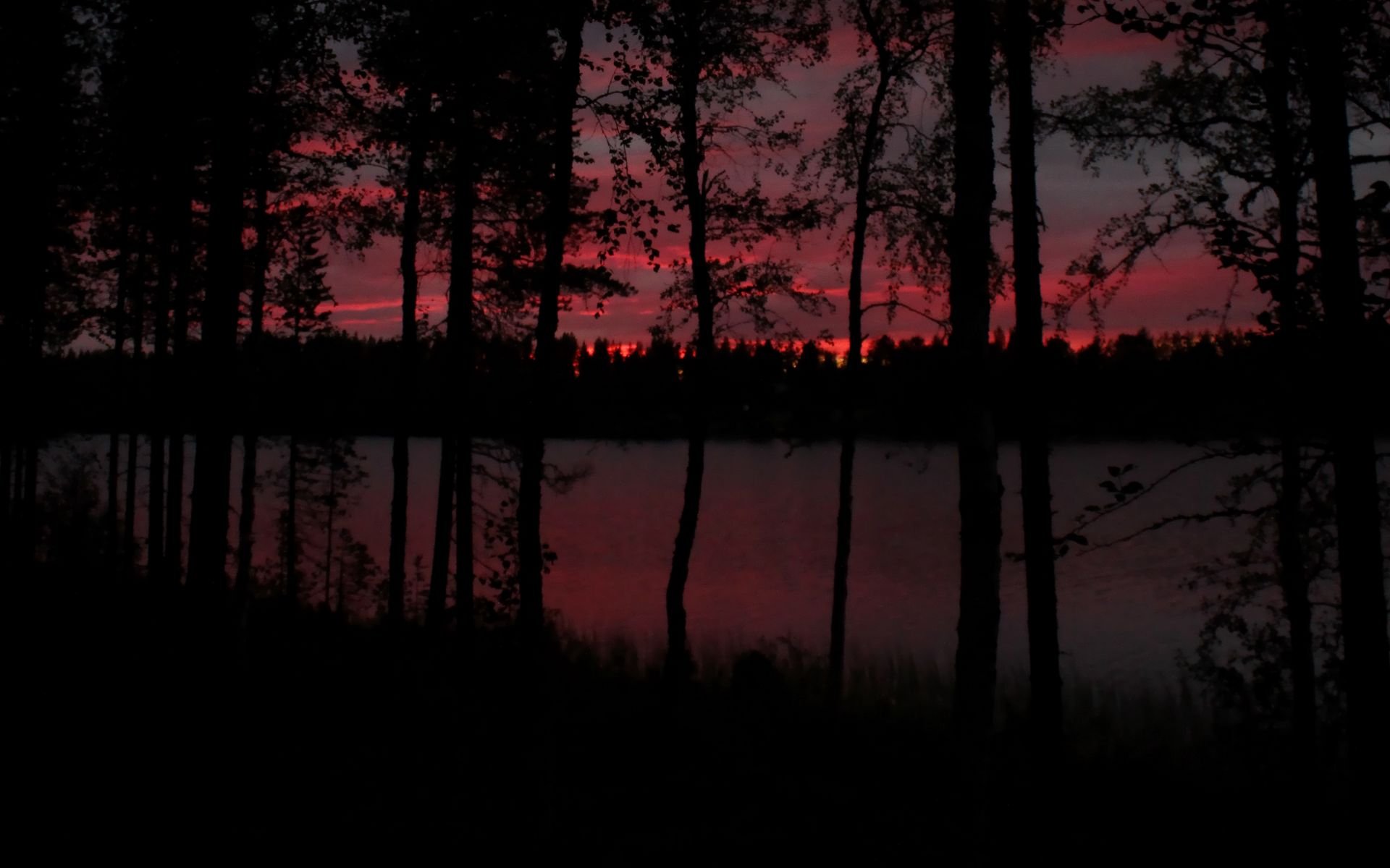 Темный лес Сумерки