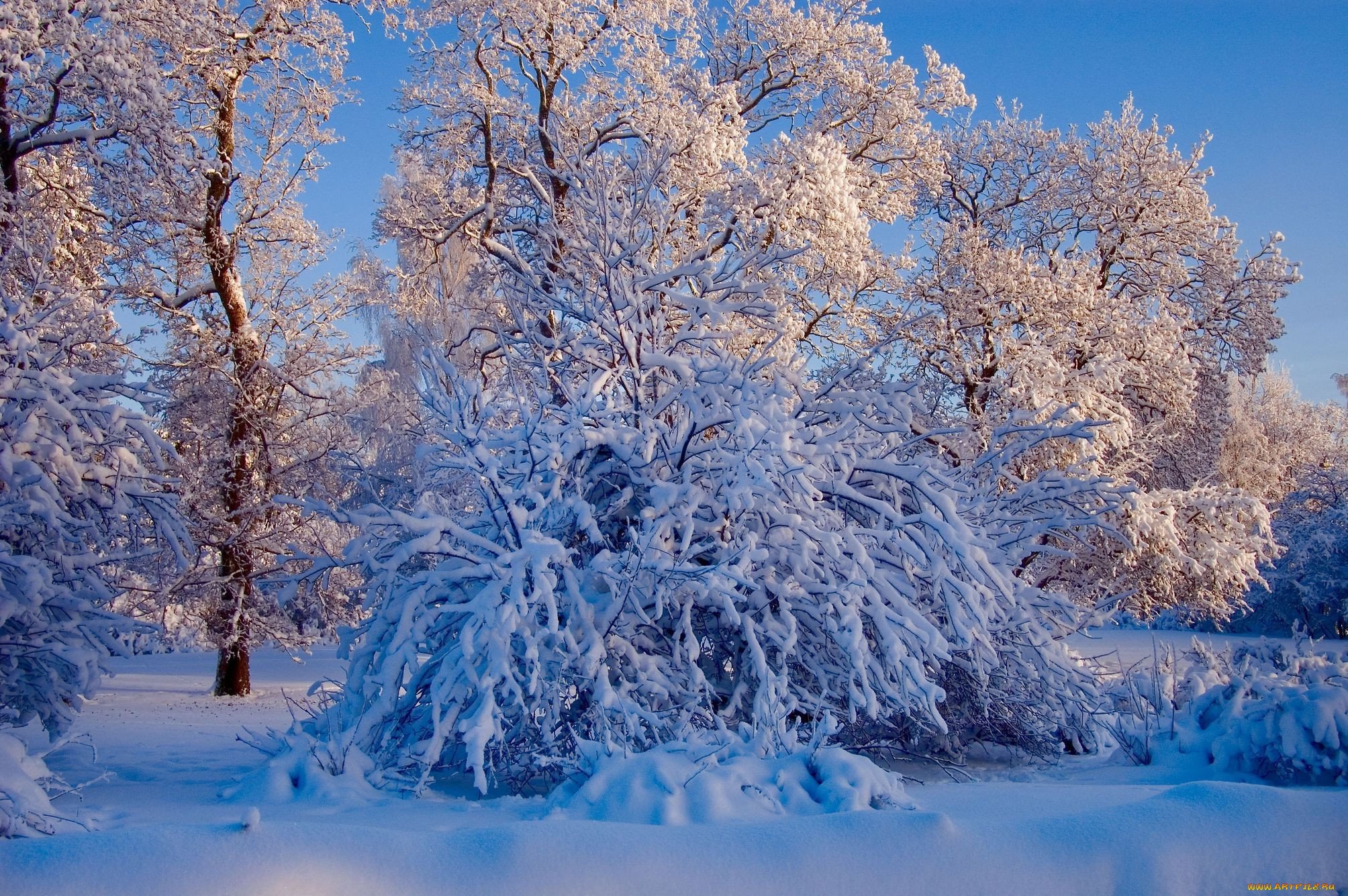 Картинка зимний период. Зимняя природа. Зима пейзаж. Красивая Снежная зима. Снежные деревья.