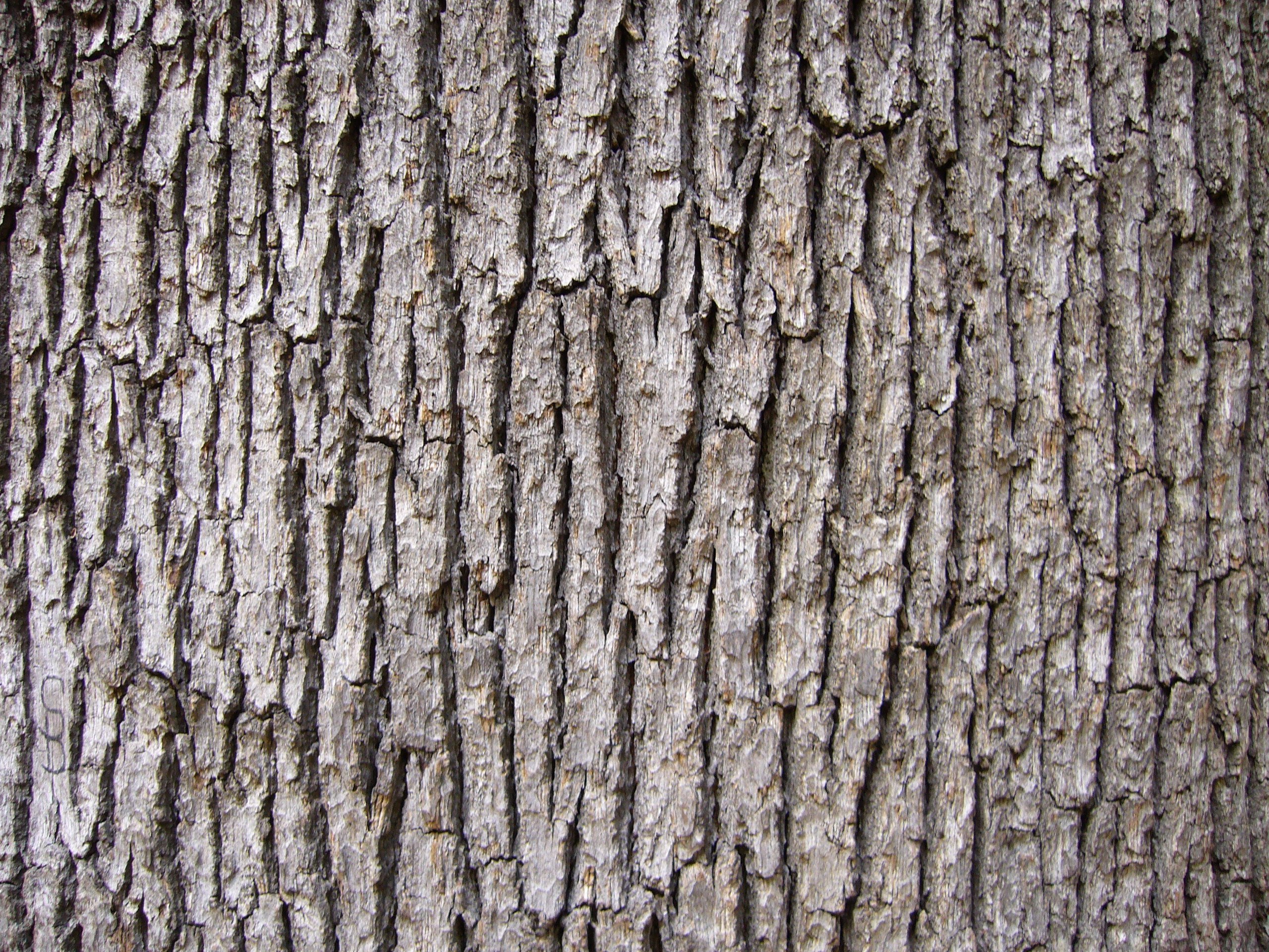 Текстура коры дерева бесшовная - 57 фото