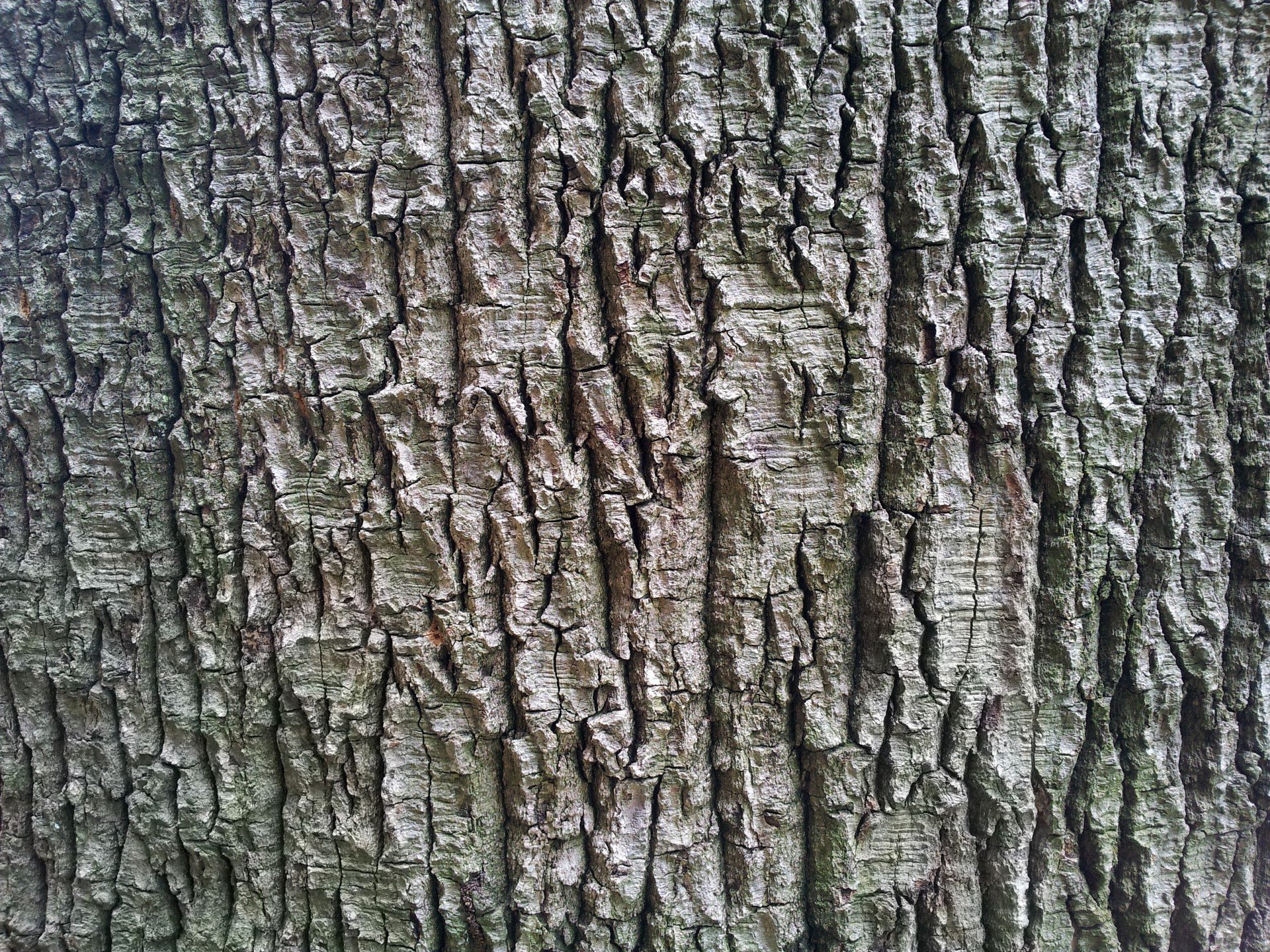 Текстура коры дерева бесшовная - 57 фото
