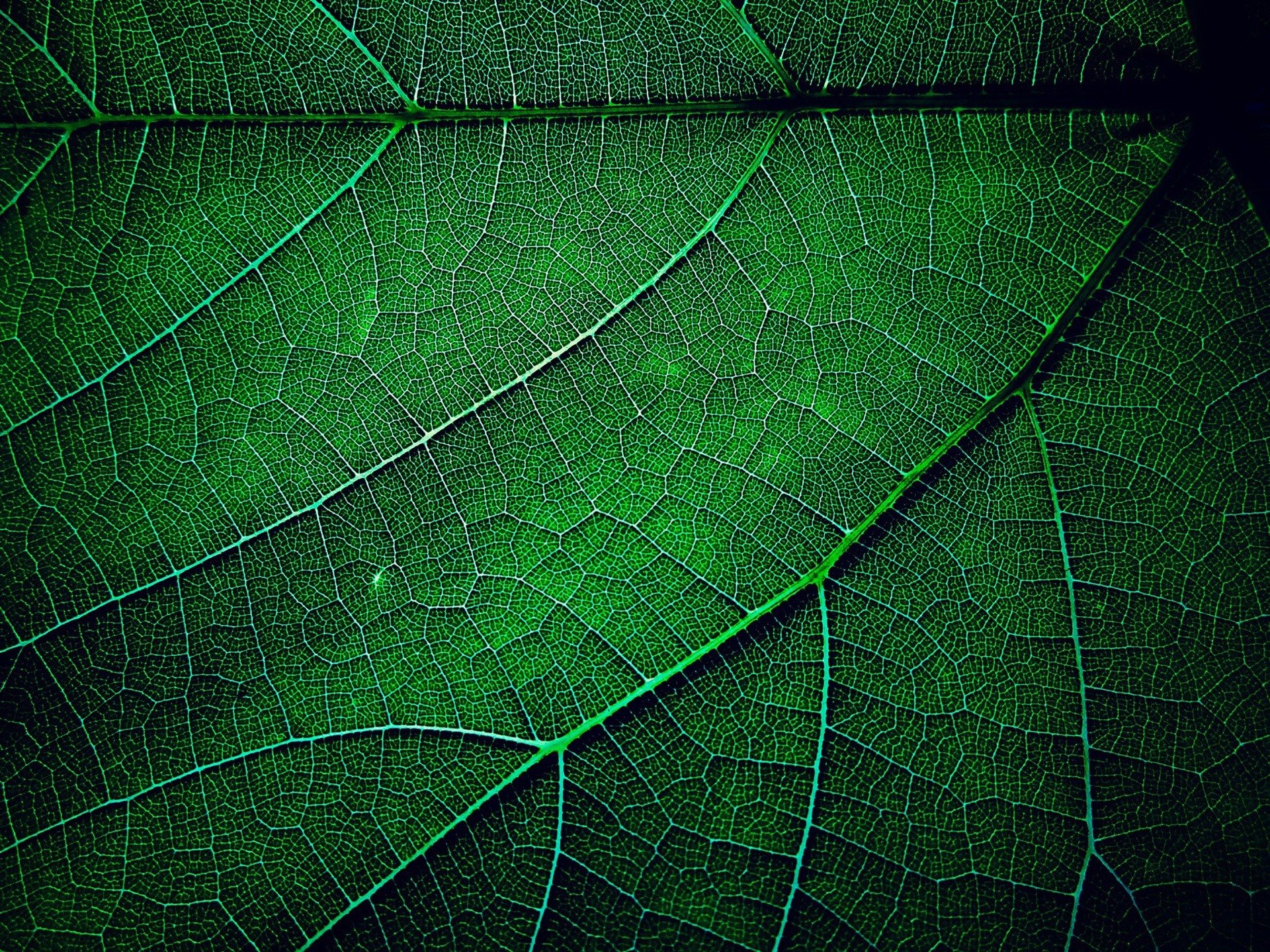 Unique leaves. Текстура листа. Зеленый лист. Прожилки листа. Текстура листьев.
