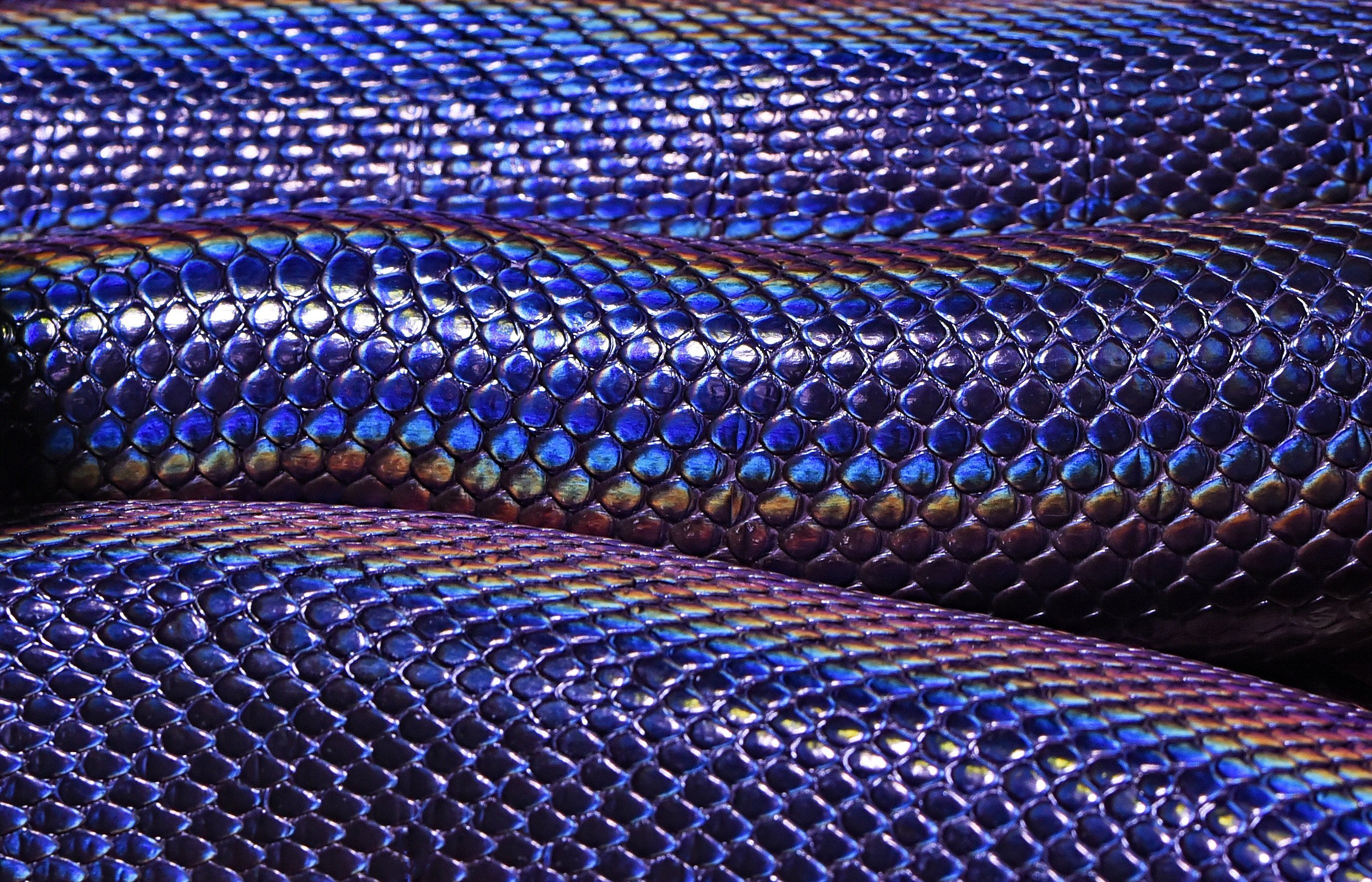 Мс змея. Змеиная чешуя питон. Змеиная кожа (2001)Snakeskin. Змеиная кожа питон. Питон змея кожа.
