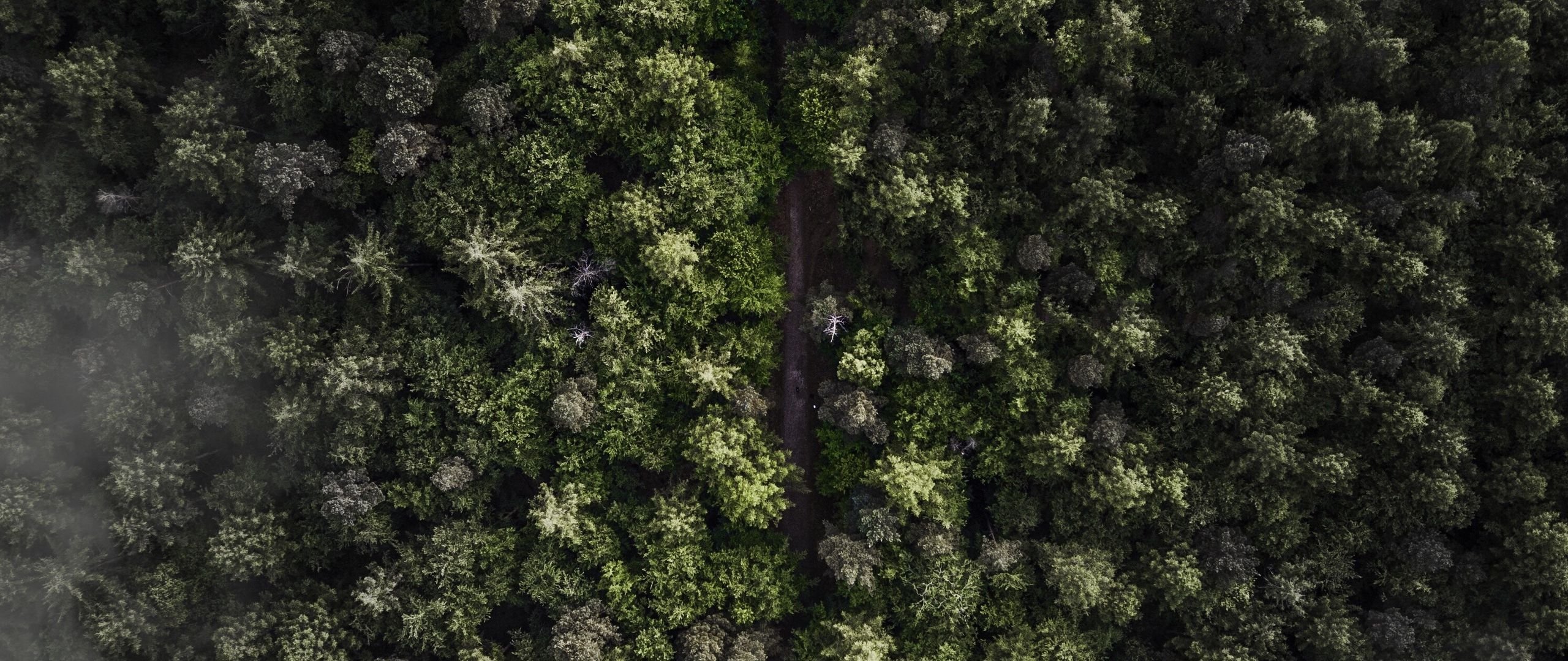 Текстура леса бесшовная