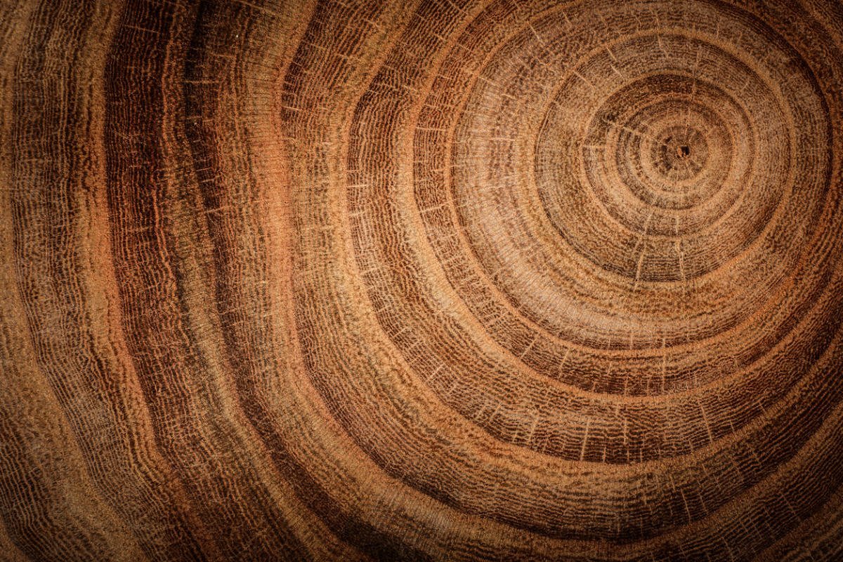 Спил дерева текстура