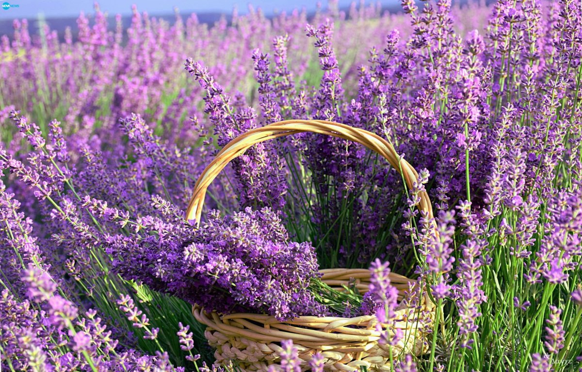 Цитронелла и Лаванда