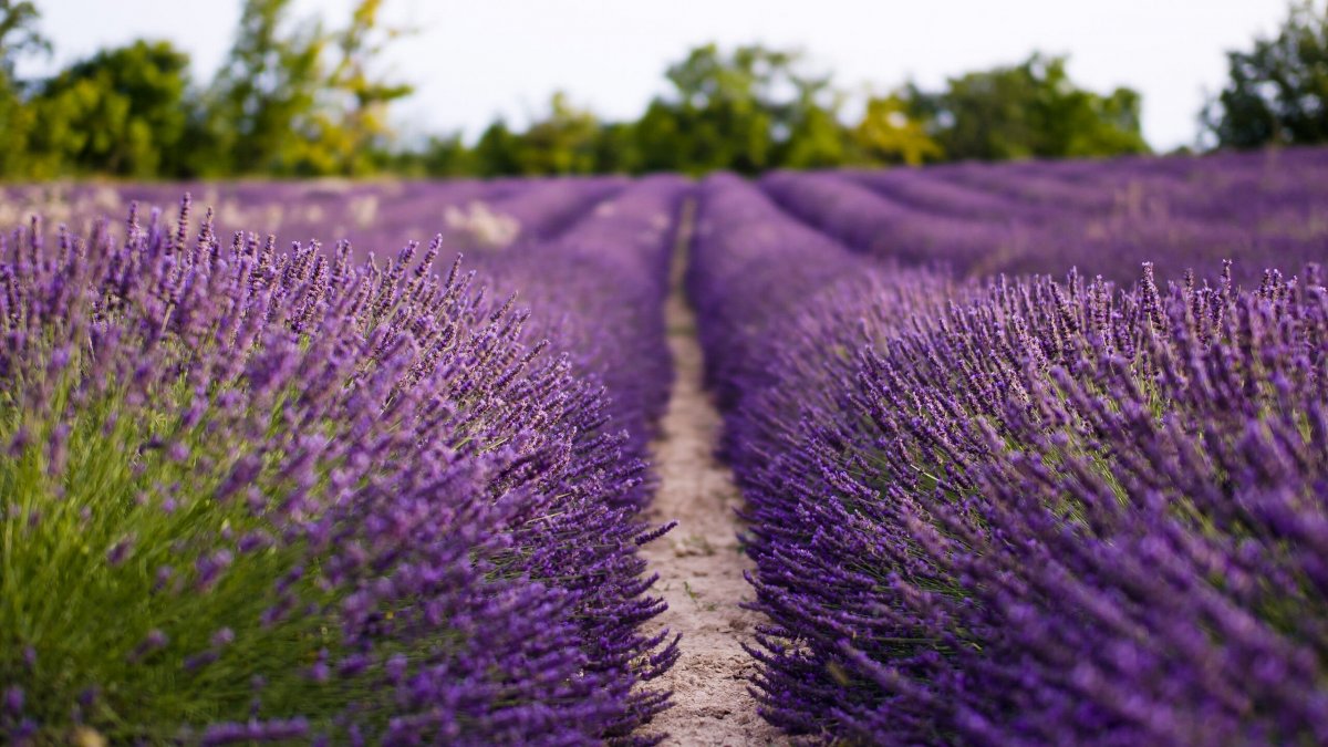 Лаванда Файн Прованс