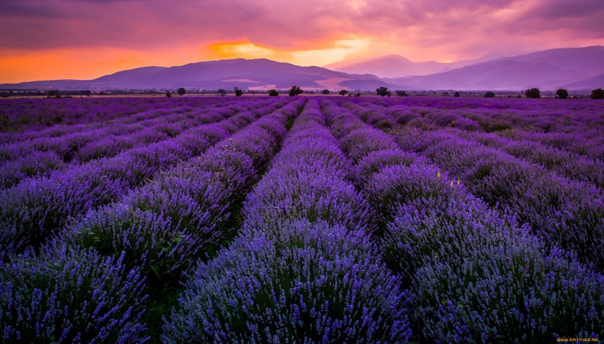 Лавандовые поля в Болгарии фото