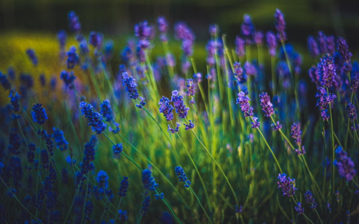 Картинки на рабочий стол Лаванда