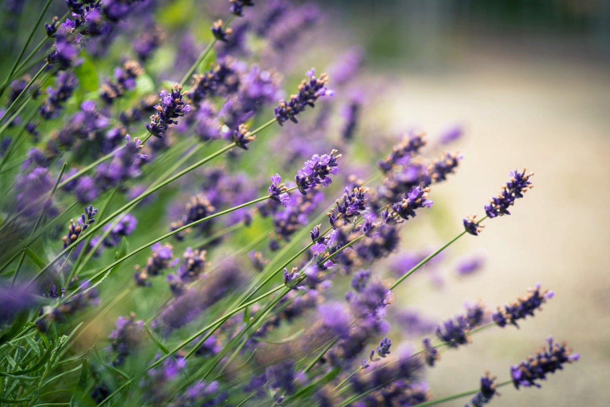 Заставка на рабочий стол Прованс