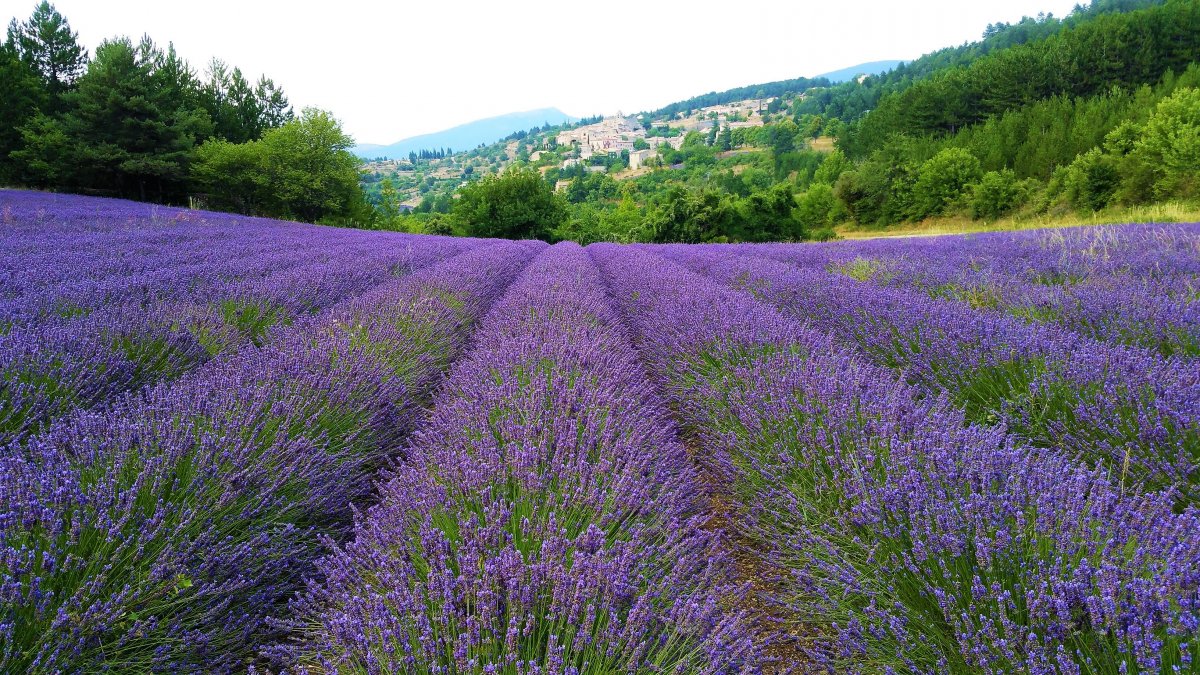 Обои на рабочий стол Лаванда