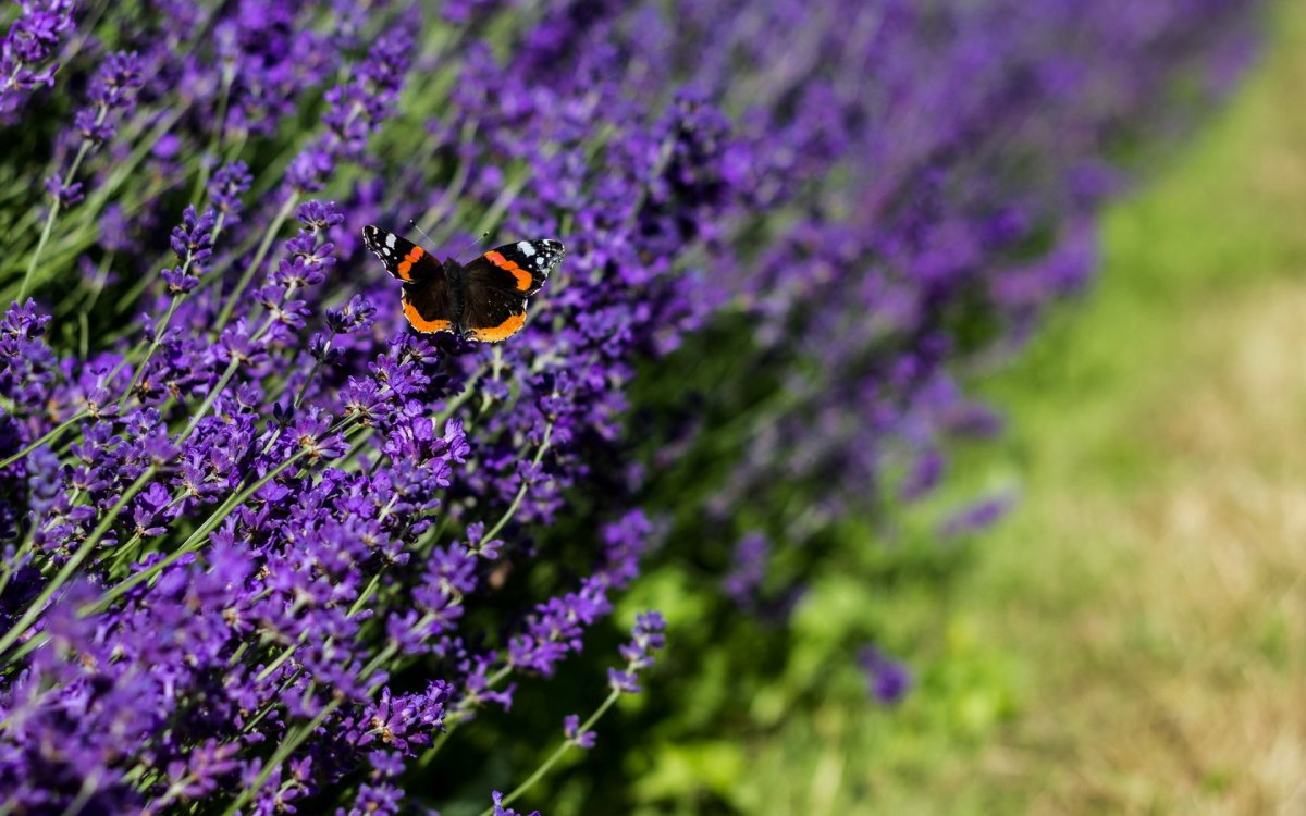 Фиолетовые полевые цветы