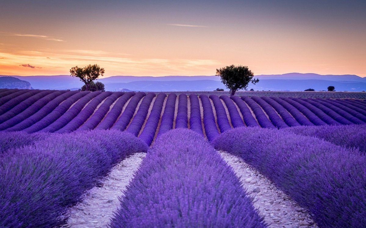 Лавандовые поля в Провансе Франция
