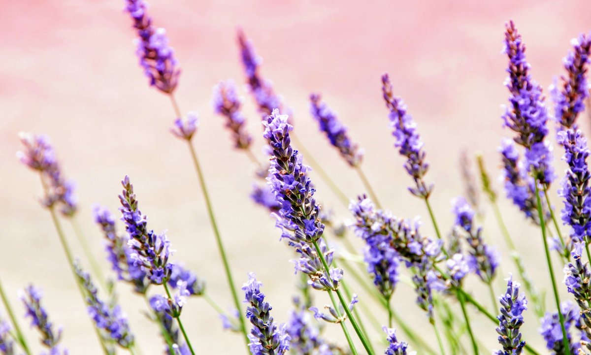 Лаванда Мирей