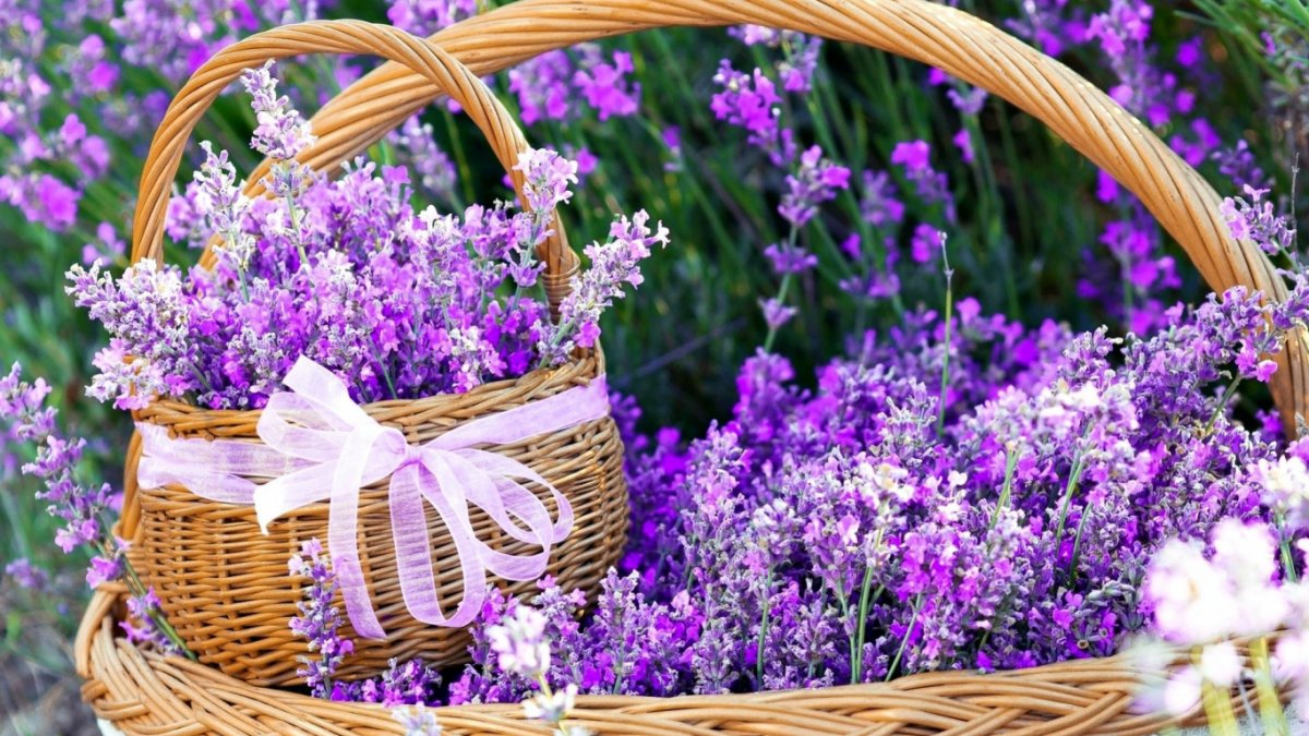 Фон для рабочего стола Лаванда