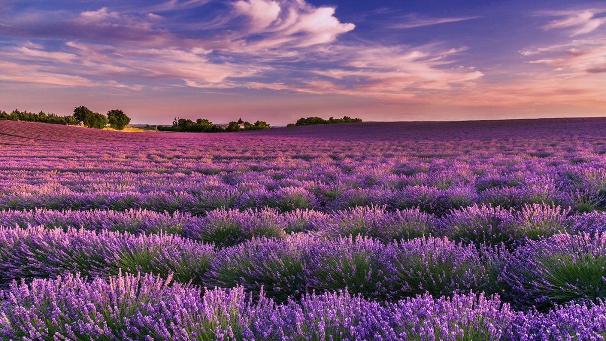 Лавандовые поля в Провансе Франция
