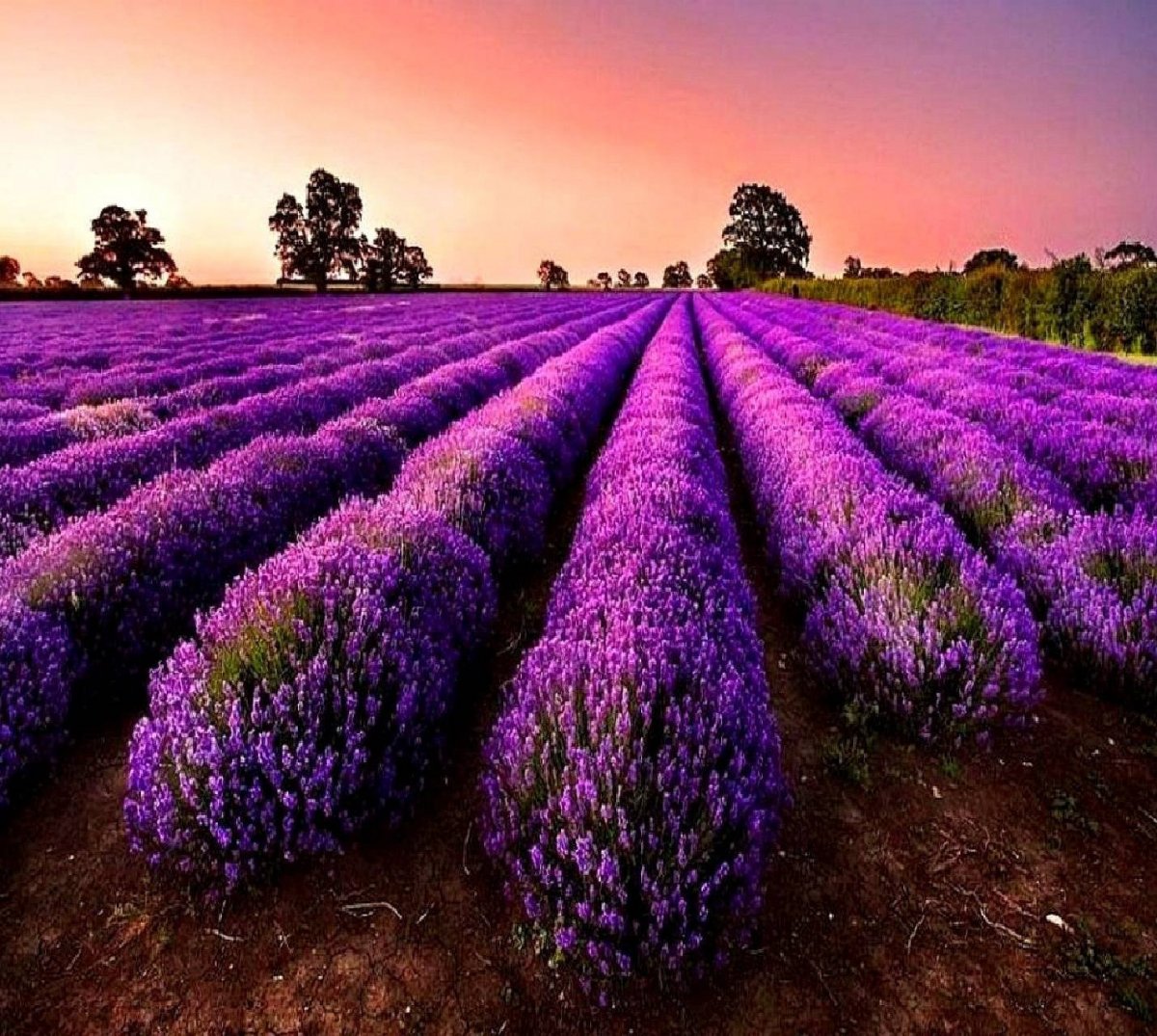 Лавандовое поле HD