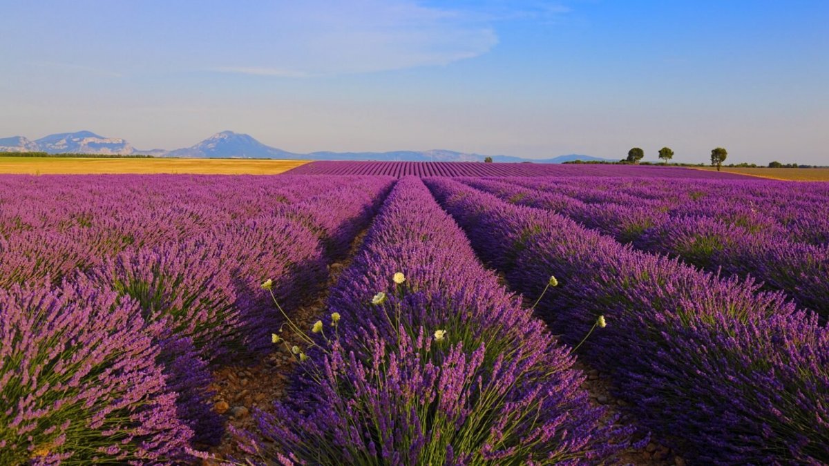 Лавандовое поле Краснодар