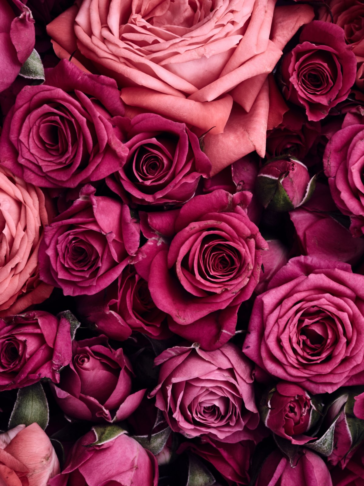 Елизавета Яшина нежные пионы