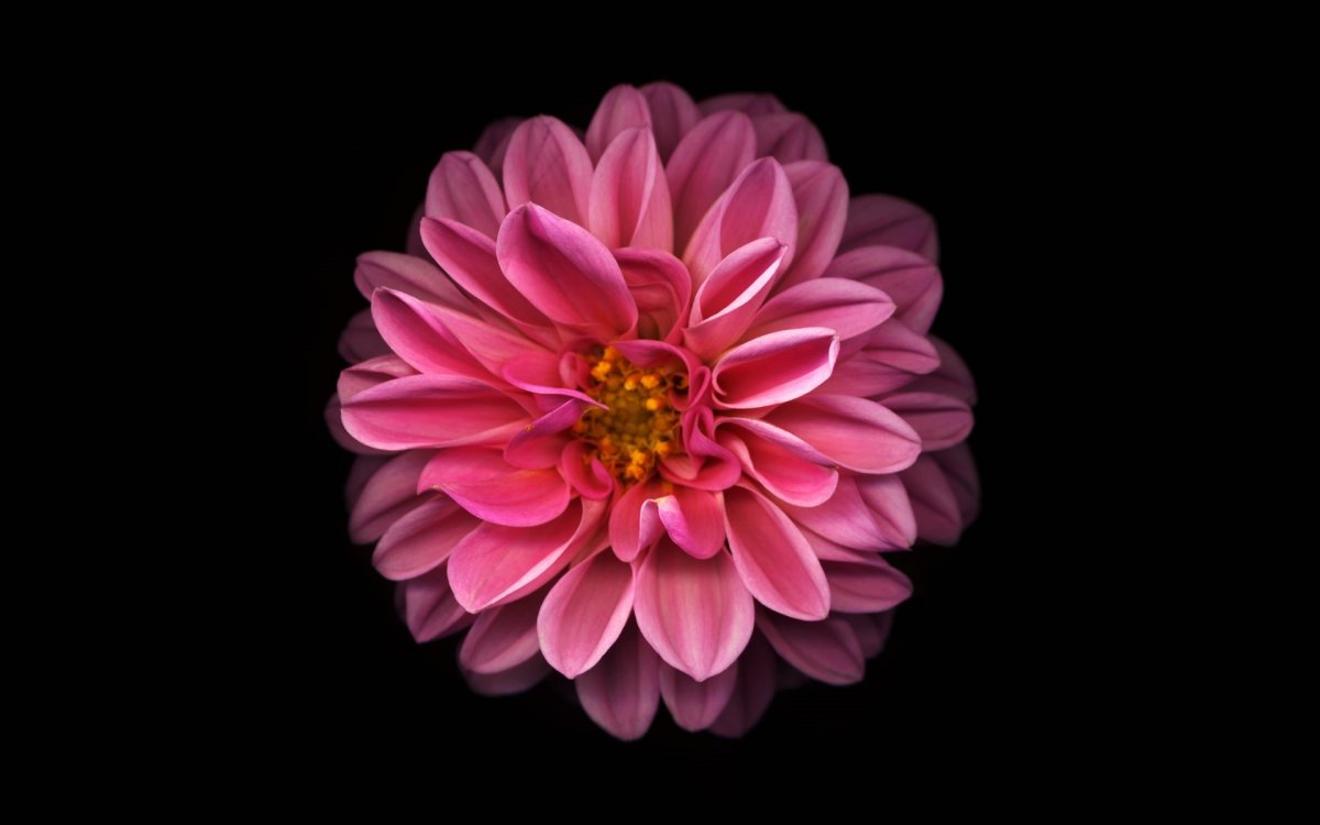 Цветы на айфон