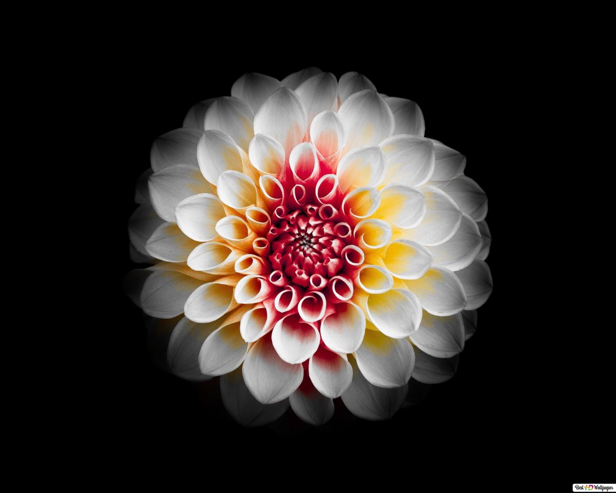 Георгины Purple Bouquet Anemone