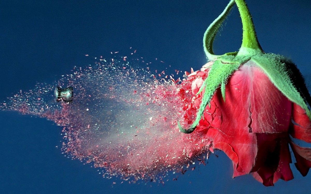 Необычные красные цветы