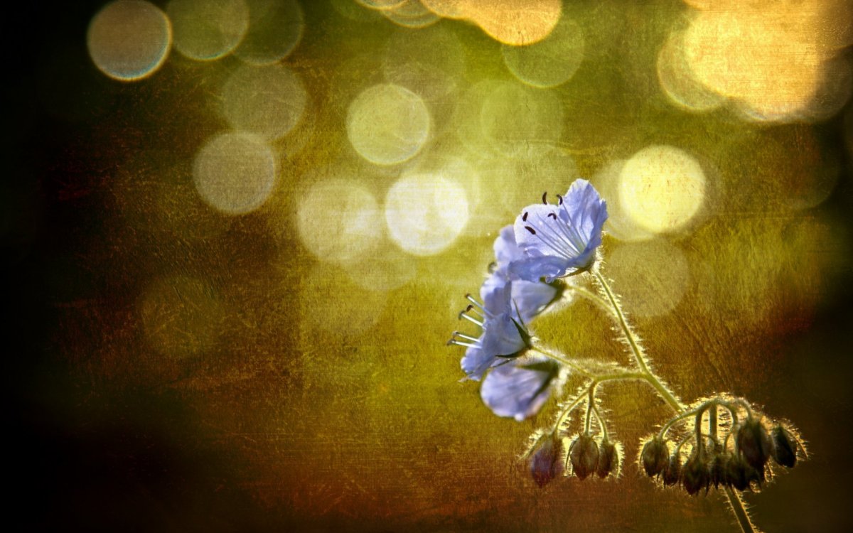 Картинки для фона