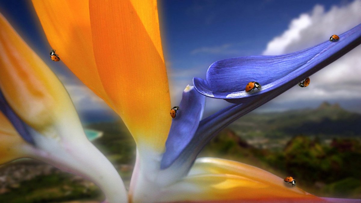 Картинки на рабочий стол необычные красивые