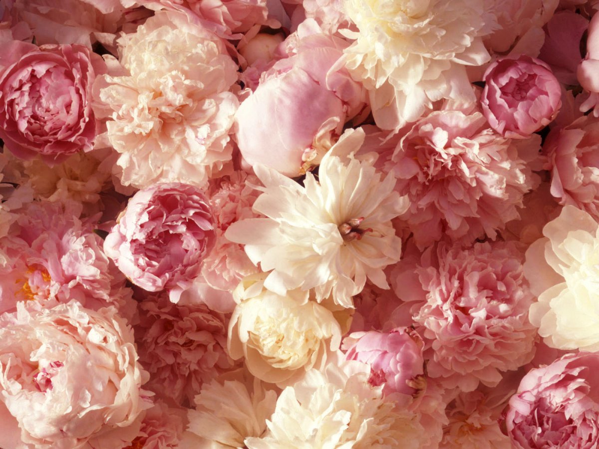 Сиреневые пионы