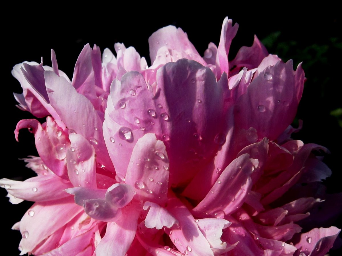 Пион Камелия роза