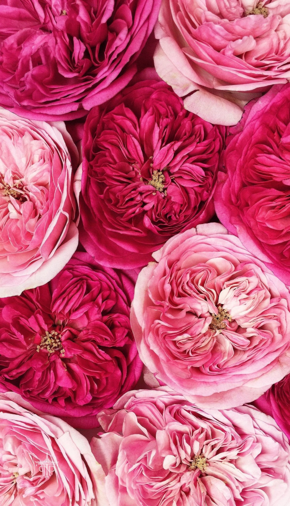 Пион Алма-Ата