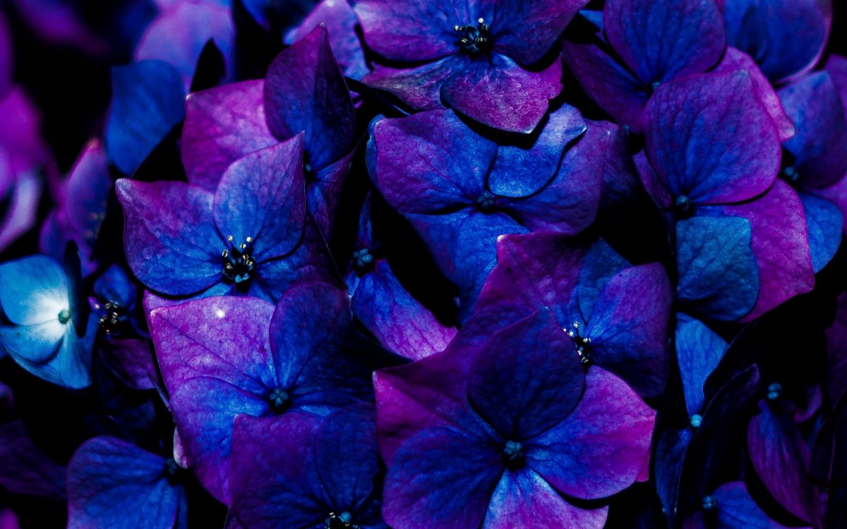 Синие цветы