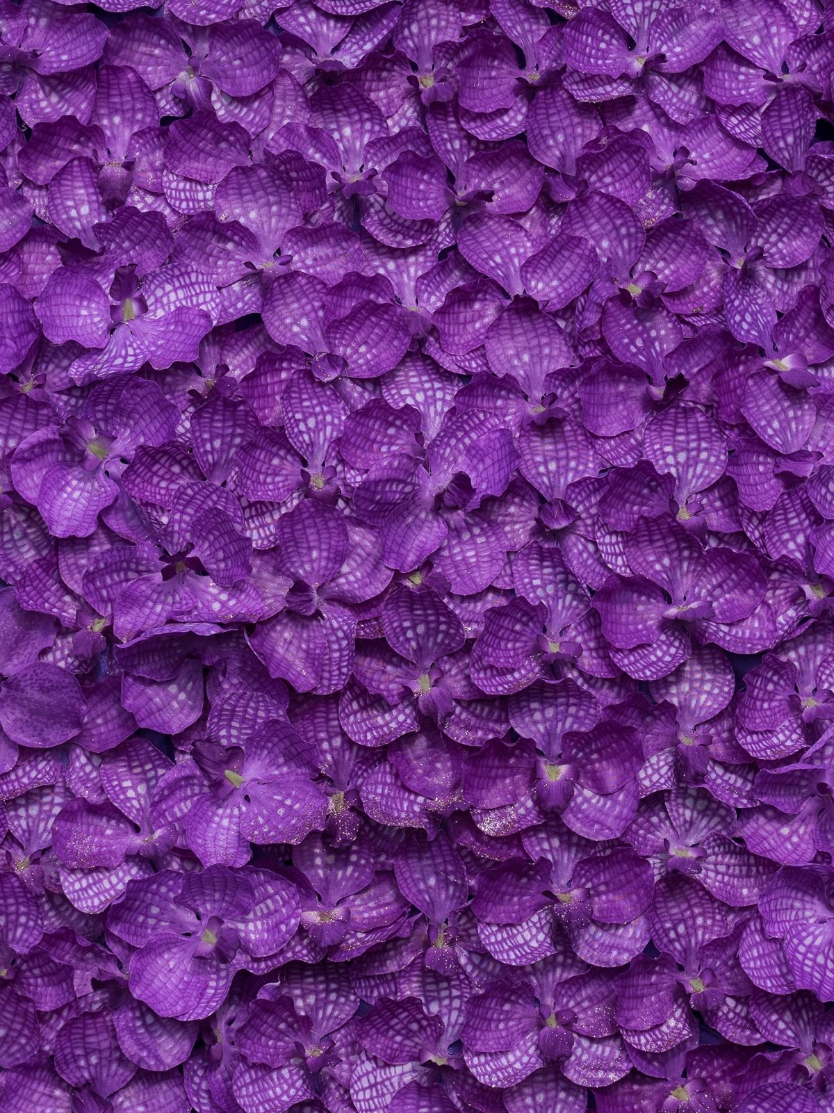 Фиолетовые цветы фон