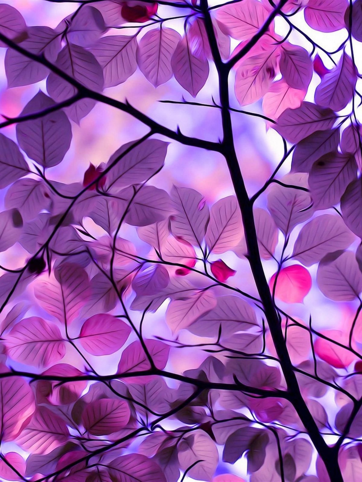 Гортензия сиреневая