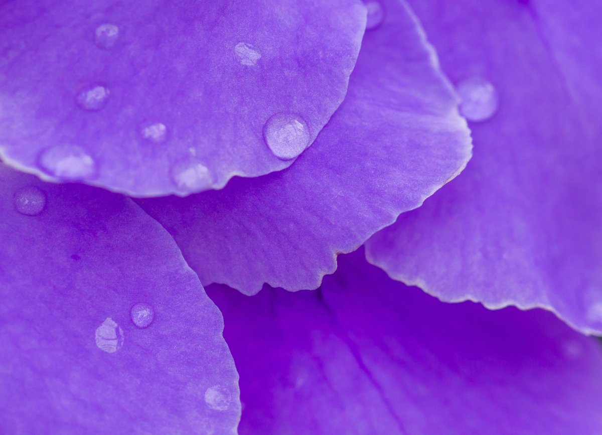 Цветочки весенние со стебельками много