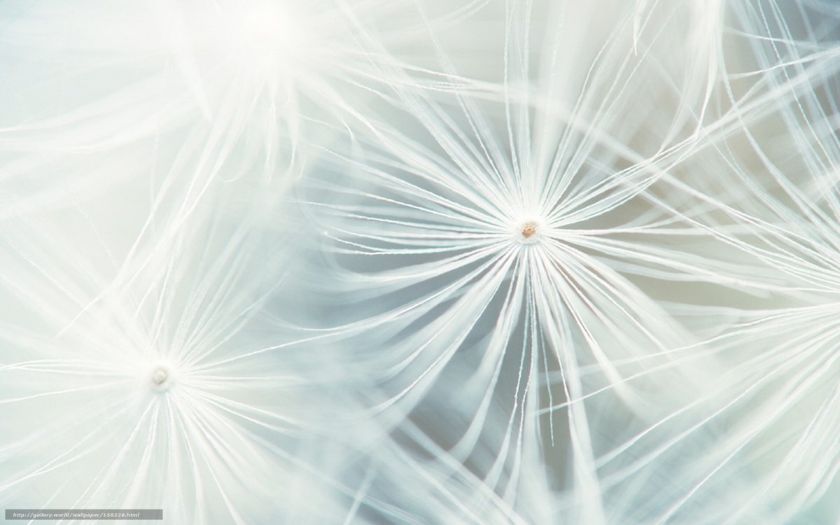 Заставка светлая