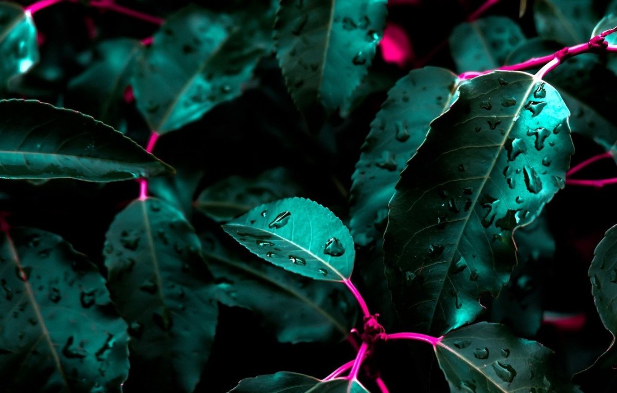 Темно зеленые листья